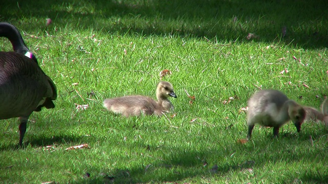 鹅幼崽在野外进食(高清)视频素材