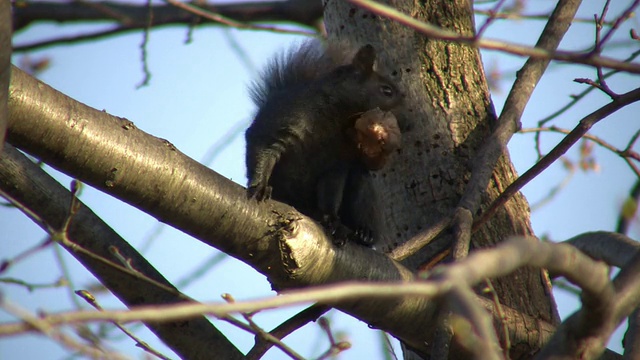 松鼠坐在树上吃松果(高清)视频素材