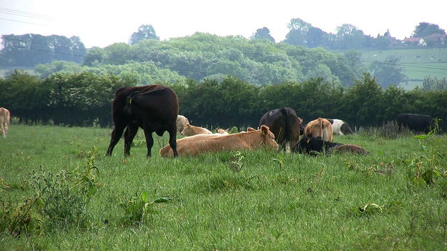 牛吃草,高清视频素材