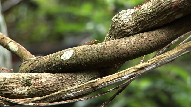 森林地面上的红蚂蚁HD 1080视频下载