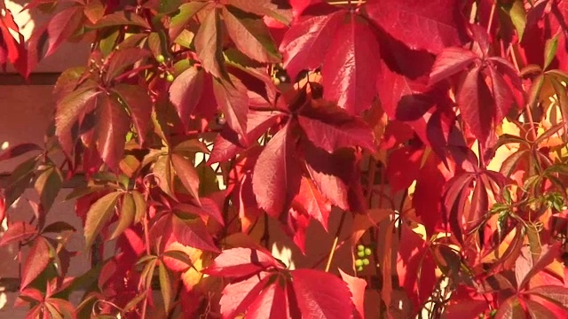 秋天的颜色26视频下载