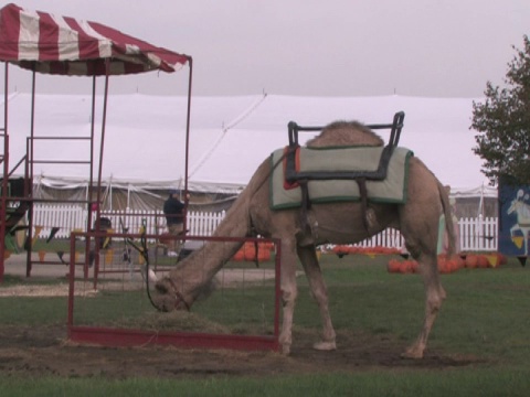 骆驼在马戏团视频下载