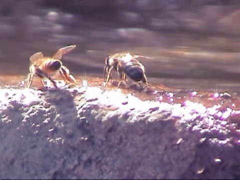 水池里的蜜蜂视频下载