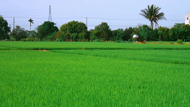 亚洲的稻田视频素材