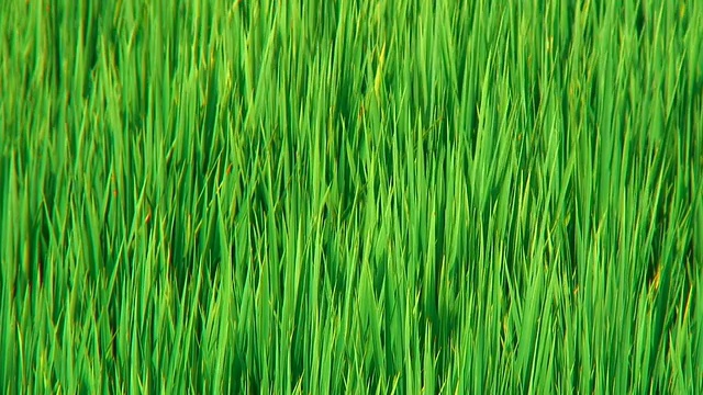稻田的细节视频素材