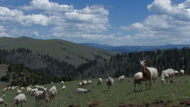 西藏山区的绵羊视频下载