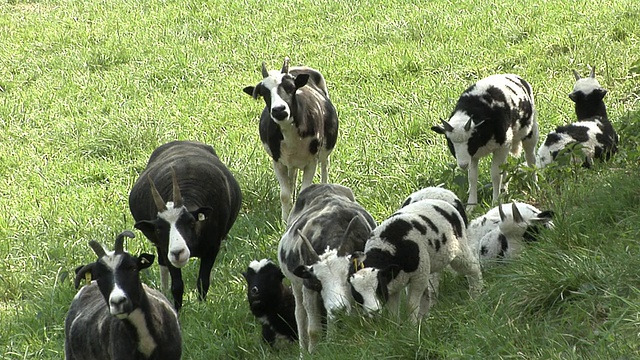 雅各羊吃草视频素材