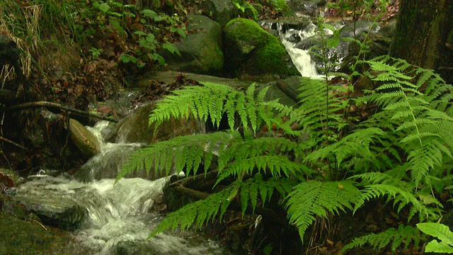 林中小瀑布- HD1080i视频素材