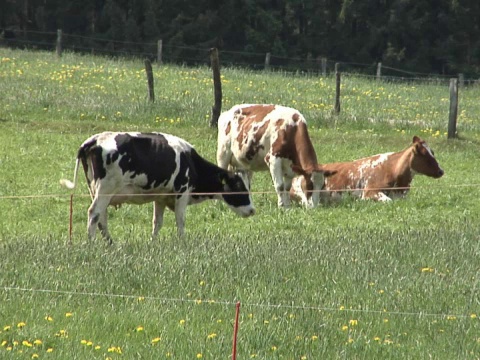 放牧的牛视频素材