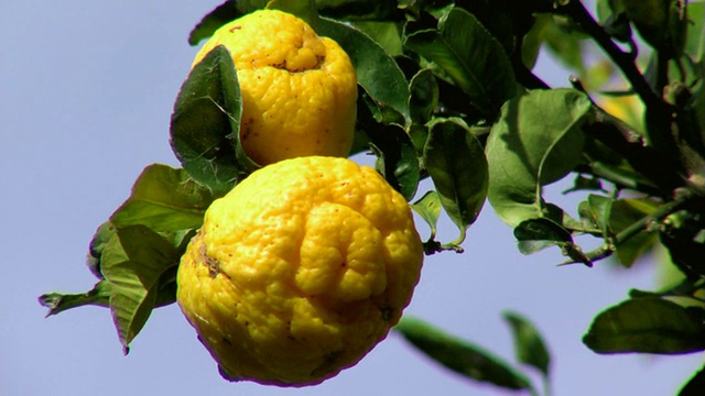 野生柠檬树上的柠檬视频下载