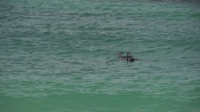 人浮潜在一个热带海湾视频下载