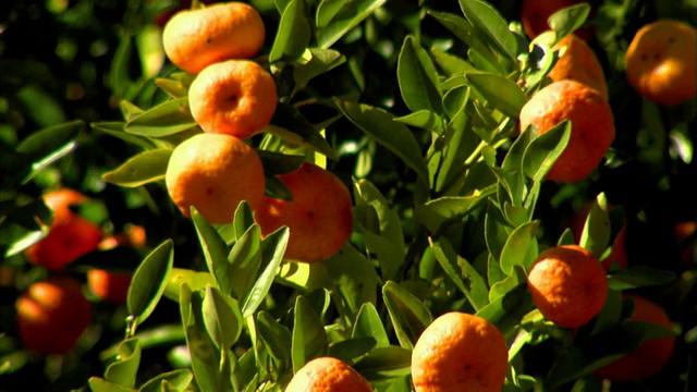 柑桔-柑橘生长在柑橘果树上视频下载
