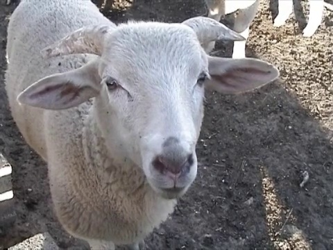 可爱的羊视频素材