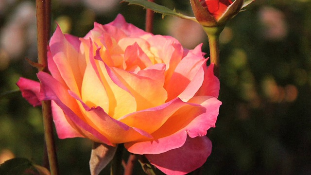 花园里美丽的玫瑰视频素材