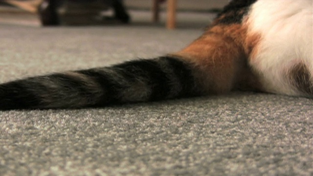 猫咪的尾巴视频下载