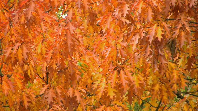 1080 p的秋天的树叶视频素材