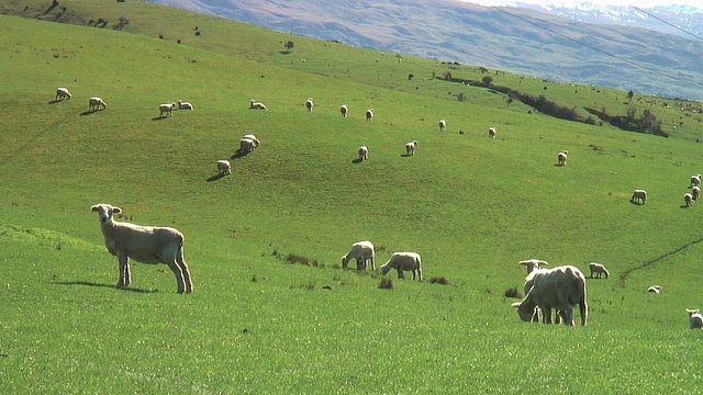 绵羊农场视频素材