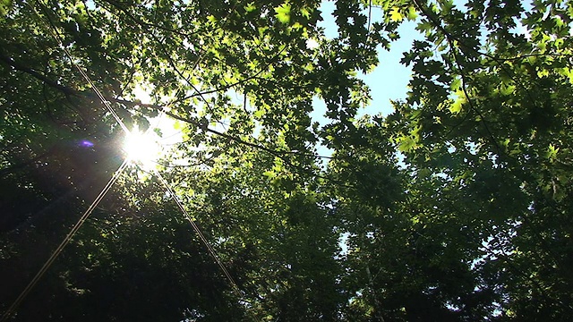 阳光透过树木的低角度视图视频素材