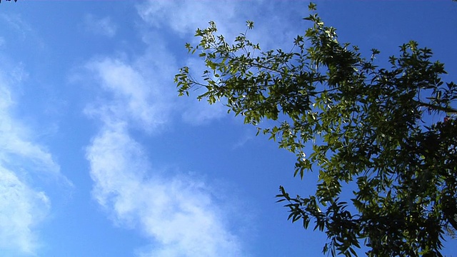 云层在树上的时间流逝视频素材