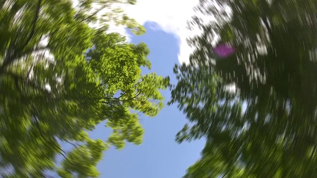 旋转的树木。视频下载