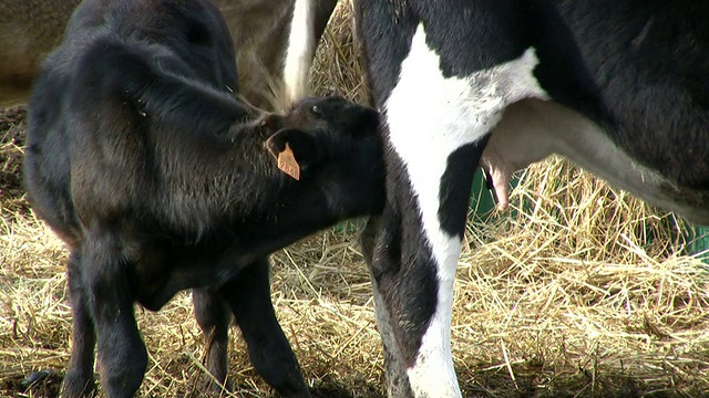 母牛和她的小牛在田野里视频素材