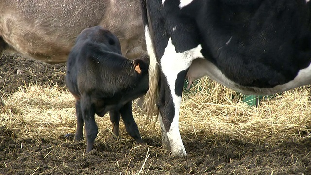母牛和她的小牛在田野里视频素材