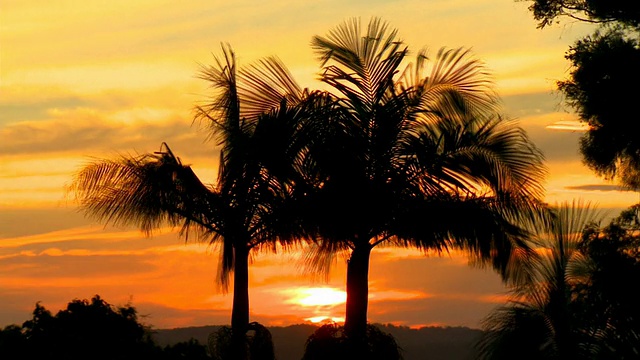 热带日落-棕榈树时间流逝视频素材