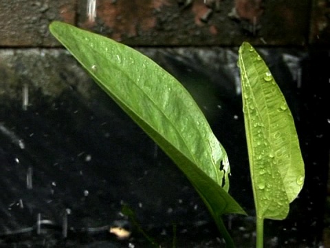 植物叶子上的水滴视频素材