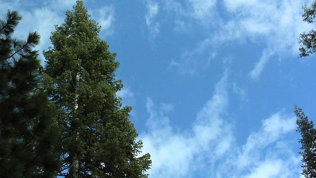 森林树木上空的云的时间流逝视频素材