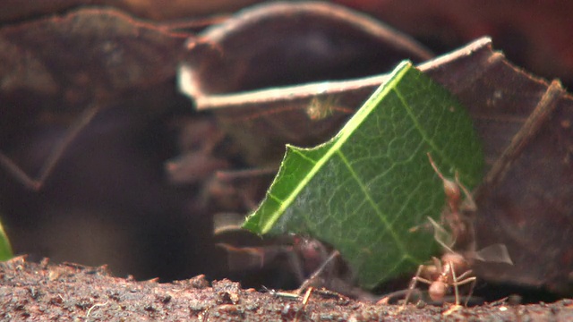 切叶蚁(Atta sp.)的踪迹视频素材
