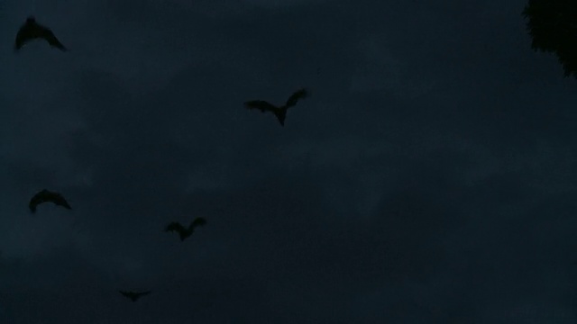 大群蝙蝠在黄昏-跟踪射击视频素材