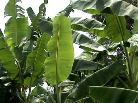 香蕉的叶子视频下载