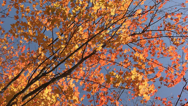 秋天的树。视频素材