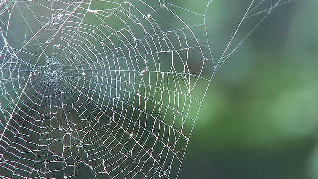 森林中的蜘蛛网视频素材