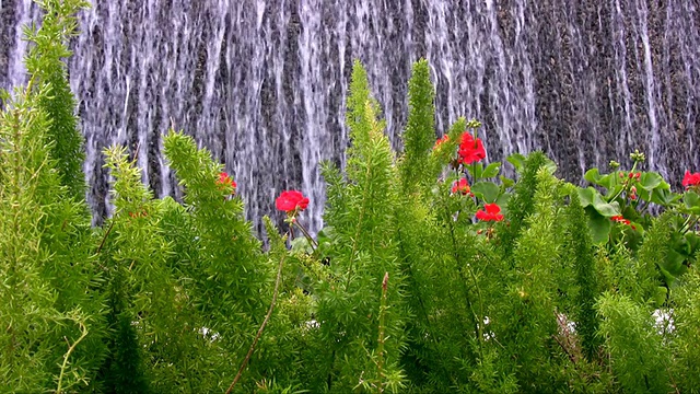 植物与瀑布的背景视频素材