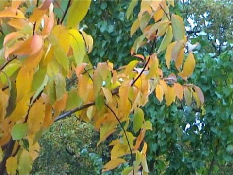 树叶在风中颤抖#1视频素材