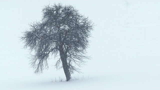 下雪-一棵树在雪中视频下载