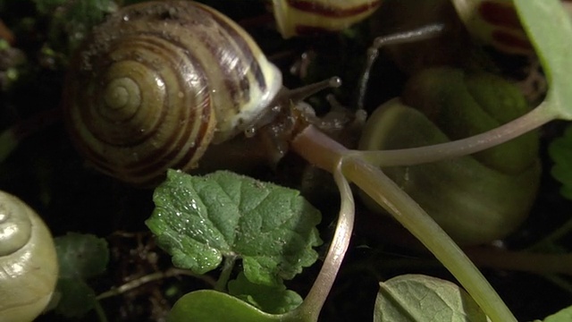 蜗牛植物视频素材