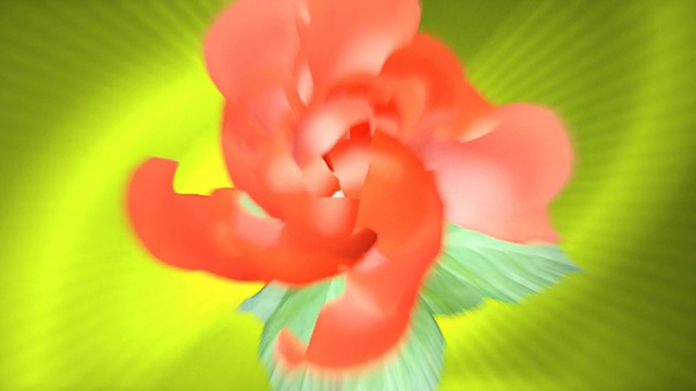 盛开的花朵- HD视频下载
