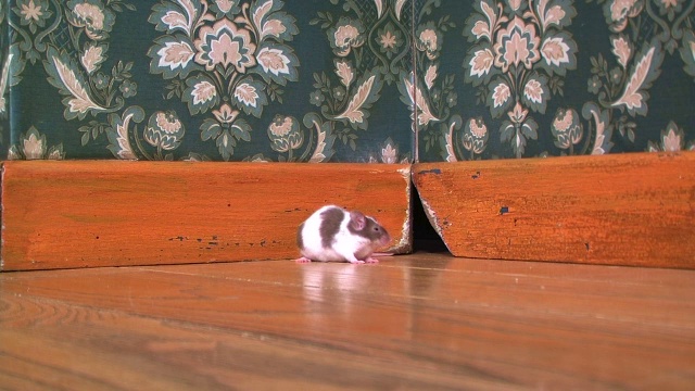 老鼠从洞里出来视频素材