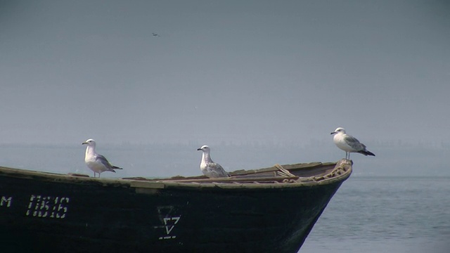 三只海鸥坐在渔船上视频素材