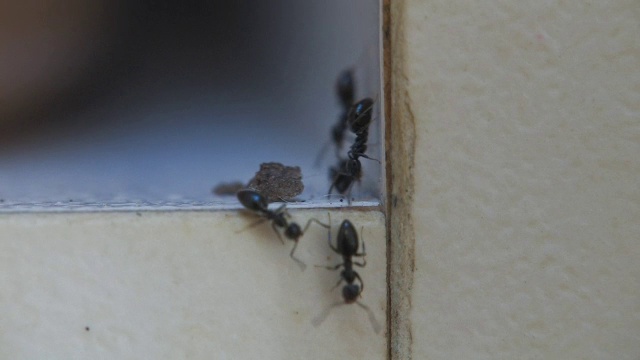 肮脏的橱柜与蚂蚁侵扰高清视频下载