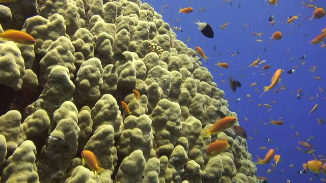 珊瑚礁-海洋生物视频素材