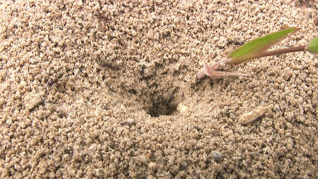 蚁丘里的蚂蚁视频素材