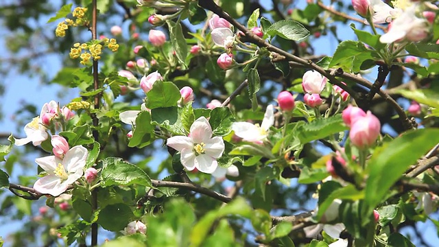 春风上的苹果花视频素材