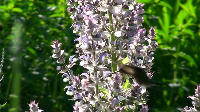 蜂鸟在花丛中视频下载