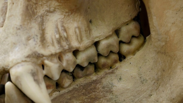 有尖牙和牙齿的猿猴的头骨视频素材