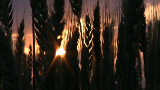 日落小麦穗4。视频素材