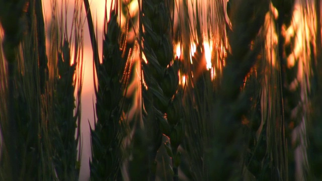 日落上的麦穗视频素材