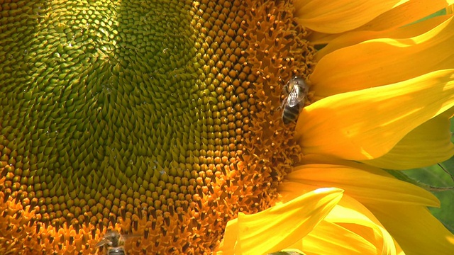 蜜蜂给向日葵授粉视频素材
